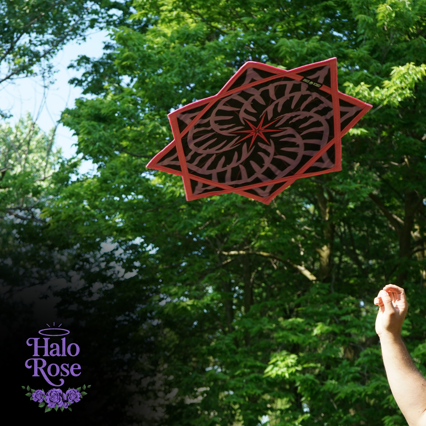 Halo Rose